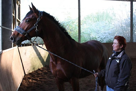 Zweijhriger Hengst Khedira von Summertime u.d. ESt. Kalmar v. Exclusiv - Trakehner Gestt Hmelschenburg - Foto: Beate Langels