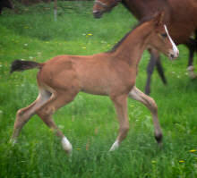 wenige Tage altes Trakehner Hengstfohlen von Exclusiv - Schenkendorf