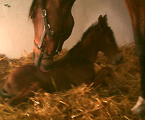 Hengstfohlen von Exclusiv u.d. Kalidah Jamal v. Manhatten