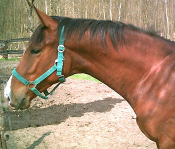 Trakehner Hengstfohlen von Exclusiv u.d. Kalidah Jamahl, Zchter: Nicole Winkelmann, Gssefeld