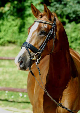 Trakehner Premiummare Klassic by Freudenfest out of Kassuben by Enrico Caruso, at the age of 3-years, Breeder: Gestt Hmelschenburg Beate Langels