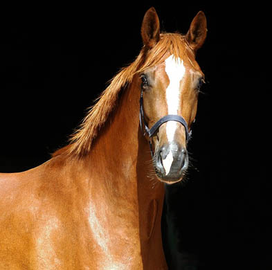 3jhrig: Trakehner Fuchs Stute von Freudenfest u.d. Klara v. Exclusiv