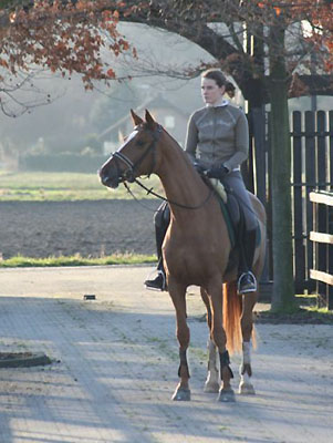 Trakehner Stute Kleo von Freudenfest u.d. Klara v. Exclusiv