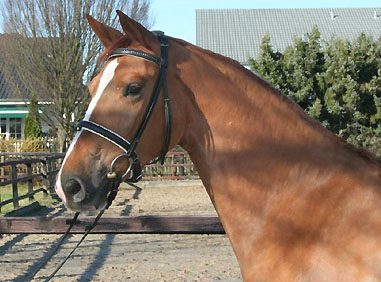 Trakehner Stute Kleo von Freudenfest u.d. Klara v. Exclusiv