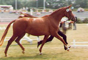 Kleeblatt - beste 3-jhrige Trakehnerstute der Bundesstutenschau Verden 1983