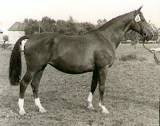 National Broodmare Show Champion Kassiopeia* v. Impuls