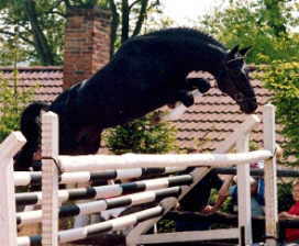 Champion sire Kostolany by Enrico Caruso