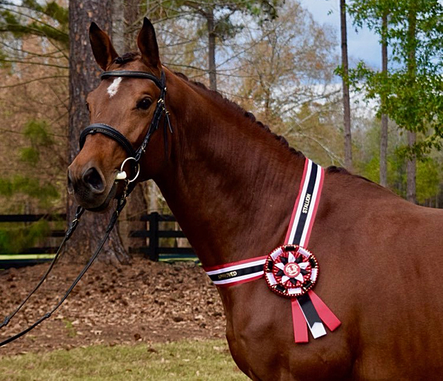 Prmienhengst Klassic Motion von High Motion u.d. Pr.St. Karida v. Oliver Twist - Trakehner Gestt Hmelschenburg - Foto: Beate Langels