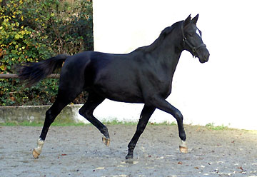 Trakehner von Kostolany - Saint Cloud