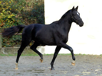 Trakehner von Kostolany - Saint Cloud