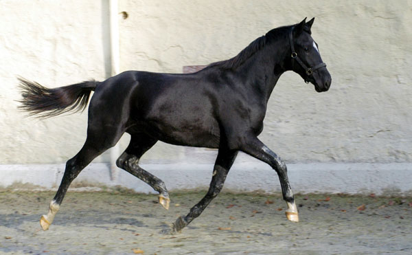 Trakehner von Kostolany - Saint Cloud