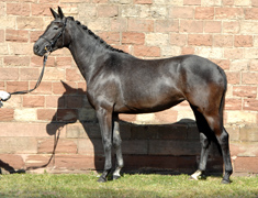 Siegerstute Perena v. Kostolany - Foto: Kiki Oellrich