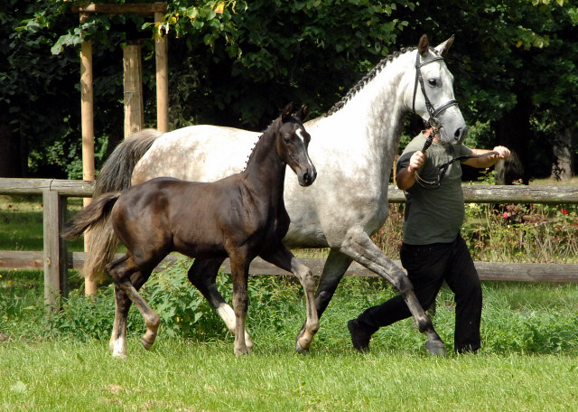 Hengstfohlen von Saint Cyr x Pricolino - Foto: Kiki Oellrich