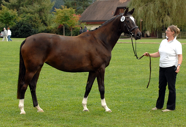 Trakehner Stute Gloria Gaynor von Saint Cyr u.d. Elitestute Greta Garbo v. Alter Fritz - Gestt Hmelschenburg - Beate Langels - Foto: Kiki Oellrich