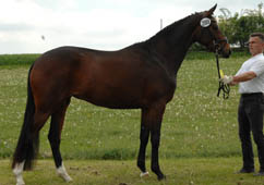 Siegerstute Amaraska von Oliver Twist - Foto: Kiki Oellrich