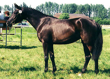 Trakehner Stute v. Kostolany - Sir Shostakovich xx