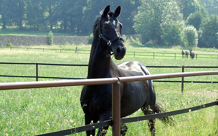 Trakehner Sire KOSTOLANY by Enrico Caruso out of Kapstadt by Falke - Trakehner Gestt Hmelschenburg