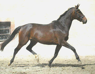 Beloved by Kostolany - Sandro - Inschallah AA, in April 2005