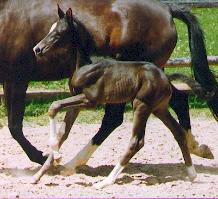 Filly by Kostolany - Sandro