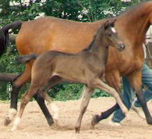 Filly by Kostolany - Illuster 