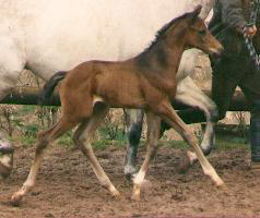 Filly by Kostolany - Mahagoni 