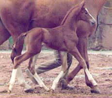 Filly by Kostolany - Mozart