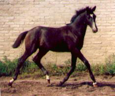 Filly by Kostolany - Santiago