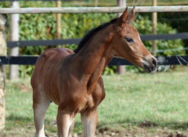 Trakehner Stutfohlen von Saint Cyr u.d. Kosma Shiva v. Herzruf, Foto: Beate Langels, Trakehner Gestt Hmelschenburg