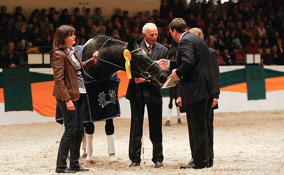 Kostolany und Otto Langels, Trakehner Gestt Hmelschenburg - Foto: Jutta Bauernschmitt