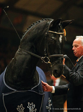 Kostolany von Enrico Caruso, Trakehner Gestt Hmelschenburg - Foto: Jutta Bauernschmitt