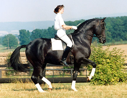 Champion-Sire Kostolany