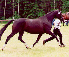 Kassiopeia by Kostolany, 1b Trakehner Broodmare-Show Niedersachsen 2002