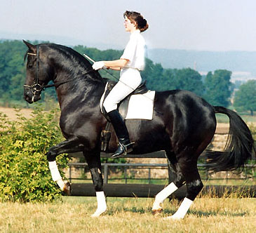 Trakehner Hauptbesch�ler KOSTOLANY  - Trakehner Gest�t H�melschenburg - Beate Langels