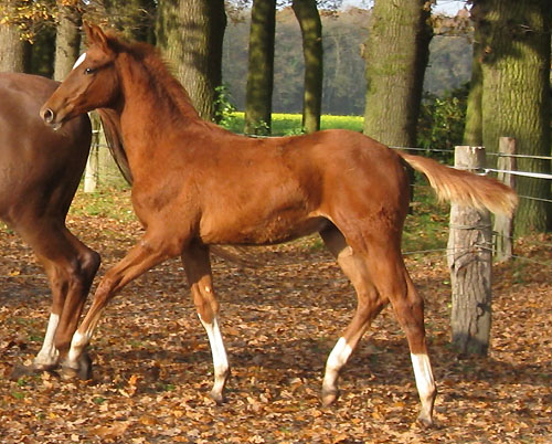 Trakehner Hengstfohlen von Kostolany - Angard - Lamarc