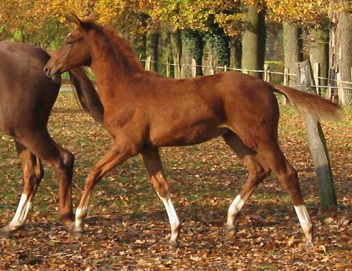 Trakehner Hengstfohlen von Kostolany - Angard - Lamarc