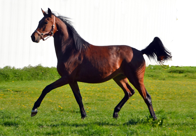 Zweijhrige Stute von Oliver Twist u.d. Pr.u.StPrSt. Vittoria v. Exclusiv - Trakehner Gestt Hmelschenburg - Foto: K. Rabe - 
Trakehner Gestt Hmelschenburg