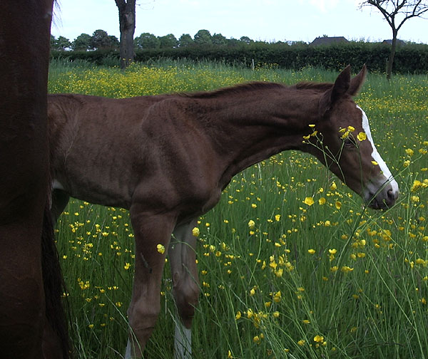 Trakehner Stutfohlen von Freudenfest u.d. Lillyfee