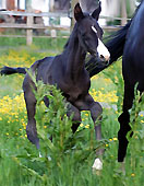 Hengstfohlen von Kostolany u.d. Giannina v. Exclusiv