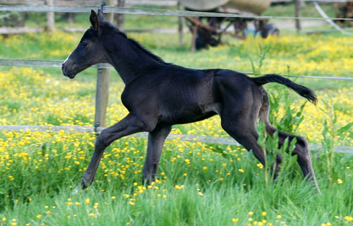 2 Tage alt Hengstfohlen von Kostolany - Exclusiv