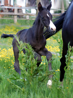 2 Tage alt: Hengstfohlen von Kostolany u.d. Giannina v. Exclusiv