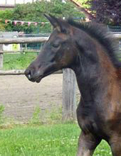 Esm - Trakehner Stutfohlen von Saint Cyr u.d. Emilie v. All Inclusive - Foto: Andrea Lcke