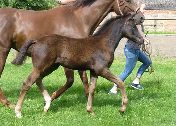 Esm - Trakehner Stutfohlen von Saint Cyr u.d. Emilie v. All Inclusive - Foto: Andrea Lcke