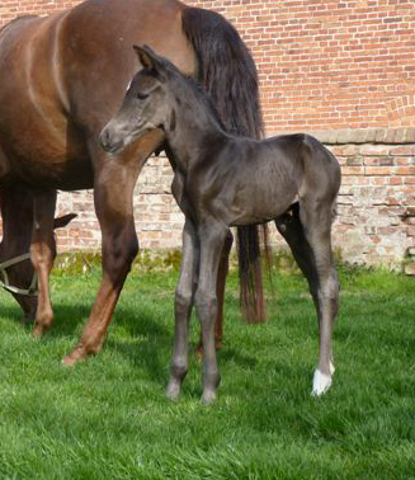 Stutfohlen von Saint Cyr u.d. Emilie v. All Inclusive - Foto: Andrea Lcke