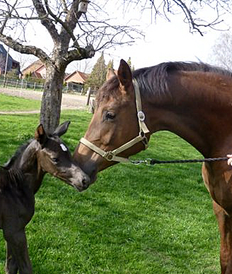 Esm - Trakehner Stutfohlen von Saint Cyr u.d. Emilie v. All Inclusive - Foto: Andrea Lcke