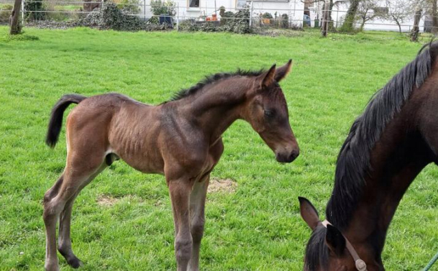 13. April 2016 - Hengstfohlen von Saint Cyr u.d. My Hope v. Contender - Foto: Linse