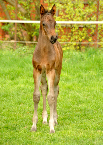 14. April 2016 - Hengstfohlen von Saint Cyr u.d. My Hope v. Contender - Foto: Beate Langels