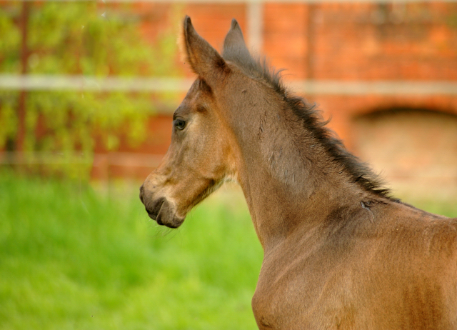 14. April 2016 - Hengstfohlen von Saint Cyr u.d. My Hope v. Contender - Foto: Linse