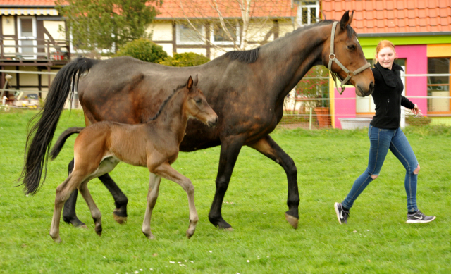 14. April 2016 - Hengstfohlen von Saint Cyr u.d. My Hope v. Contender - Foto: Linse