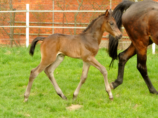14. April 2016 - Hengstfohlen von Saint Cyr u.d. My Hope v. Contender - Foto: Linse