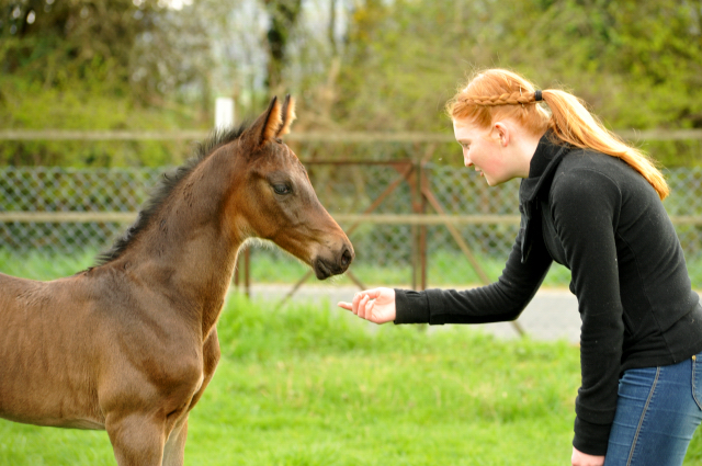 14. April 2016 - Hengstfohlen von Saint Cyr u.d. My Hope v. Contender - Foto: Linse